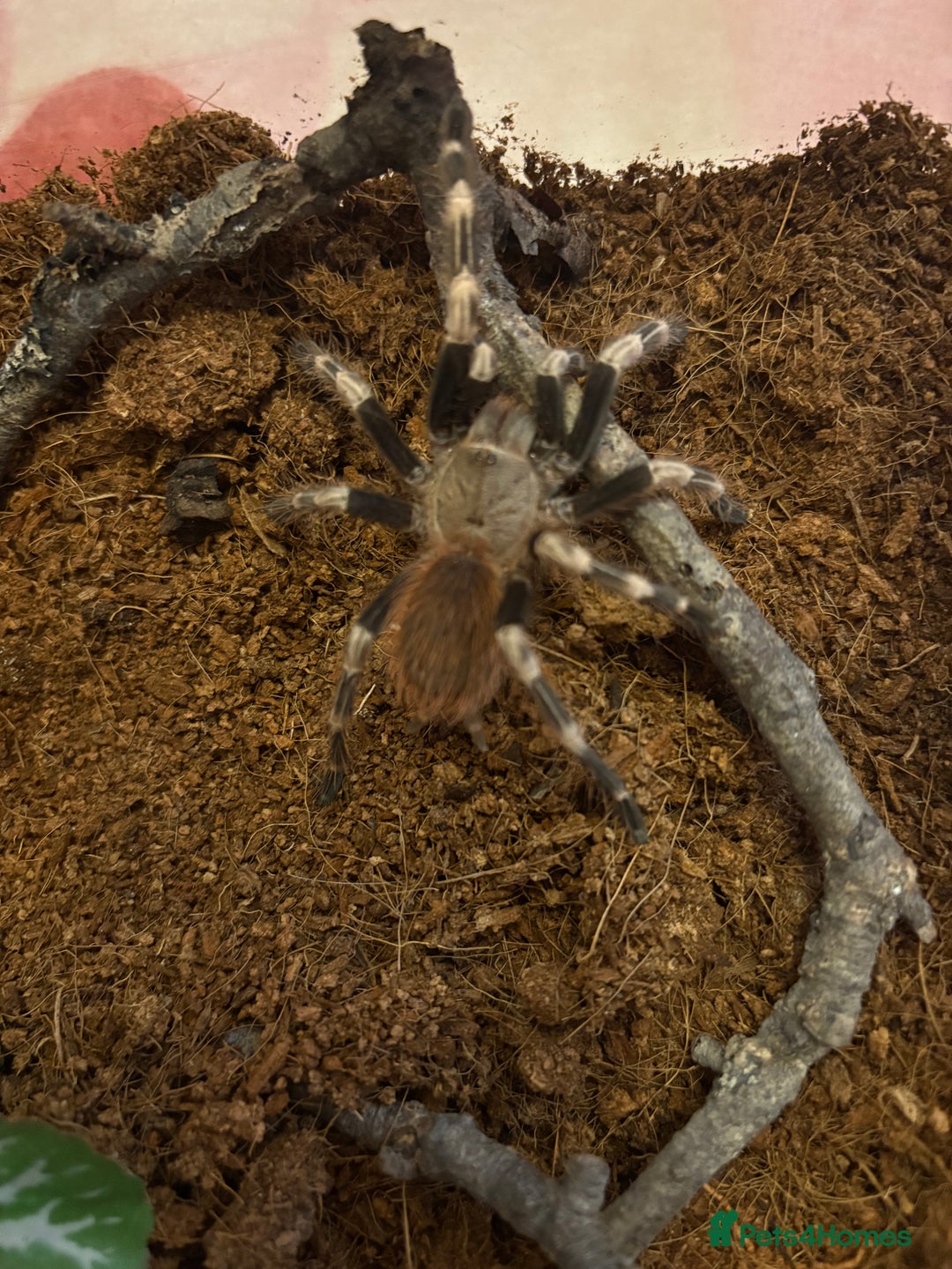 Tarantulas invertebrates for sale: Giant white knee and white striped birdeater  - Advert 8