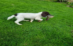 English Springer Spaniel dogs for sale: English springer spaniels  - Image 12