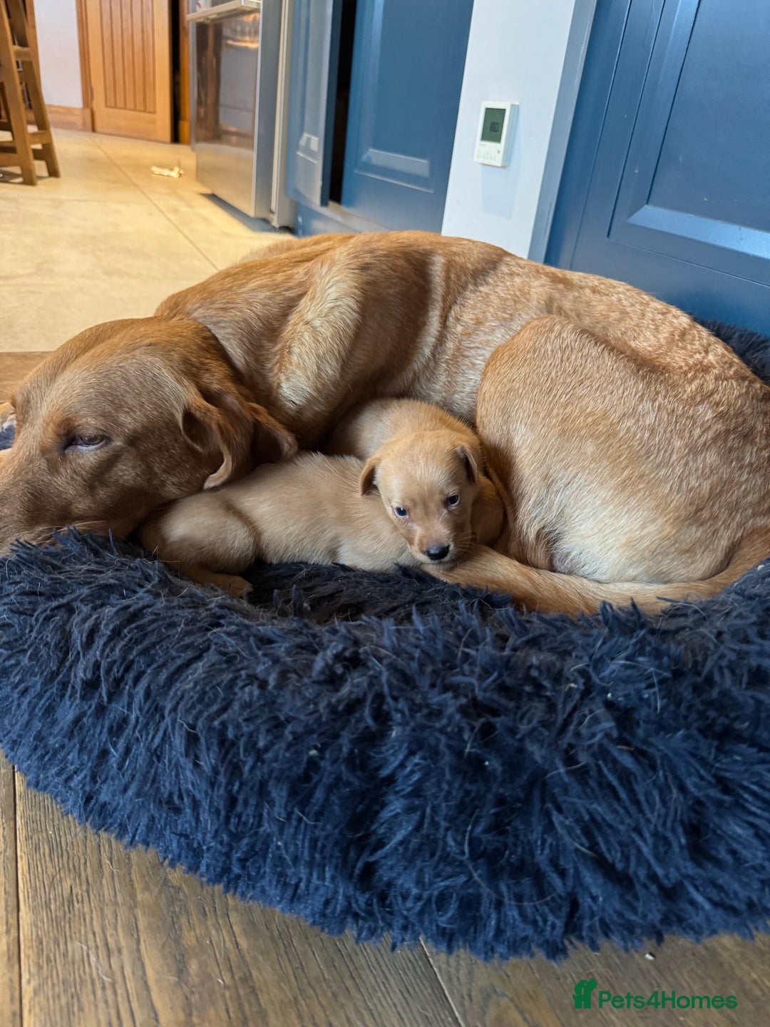Labrador Retriever dogs for sale: 🐶 KC Registered Fox Red Labrador Puppies 🐶 - Advert 8