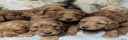 Cockapoo dogs for sale: Quality F1 Cockapoo puppies  in Ammanford - Advert 5