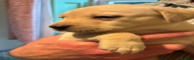 Labrador Retriever 2