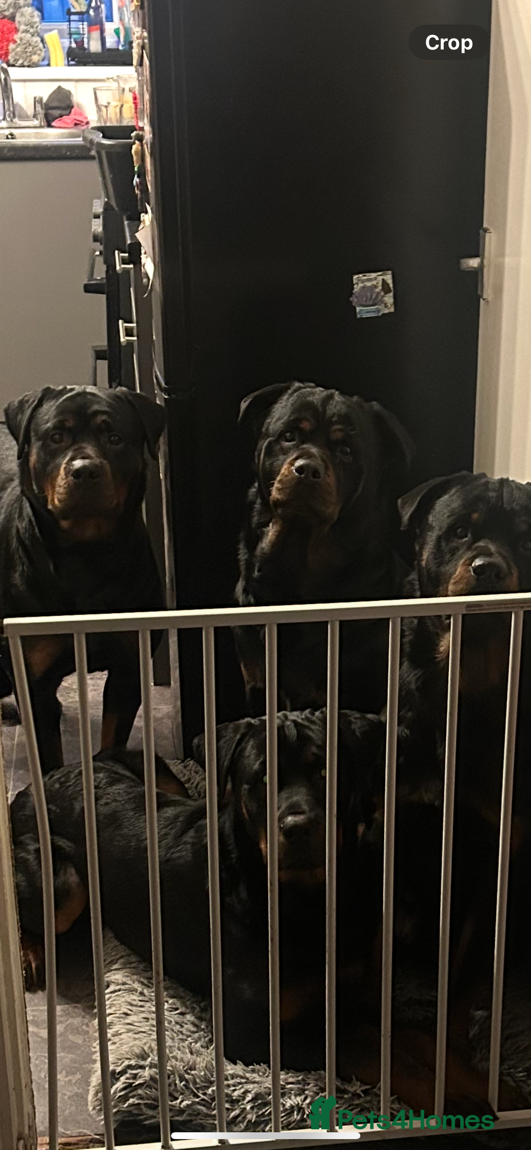 Rottweiler dogs for stud: BEAR 🐻 BEAUTIFUL ROTTWEILER FOR STUD  - Image 9