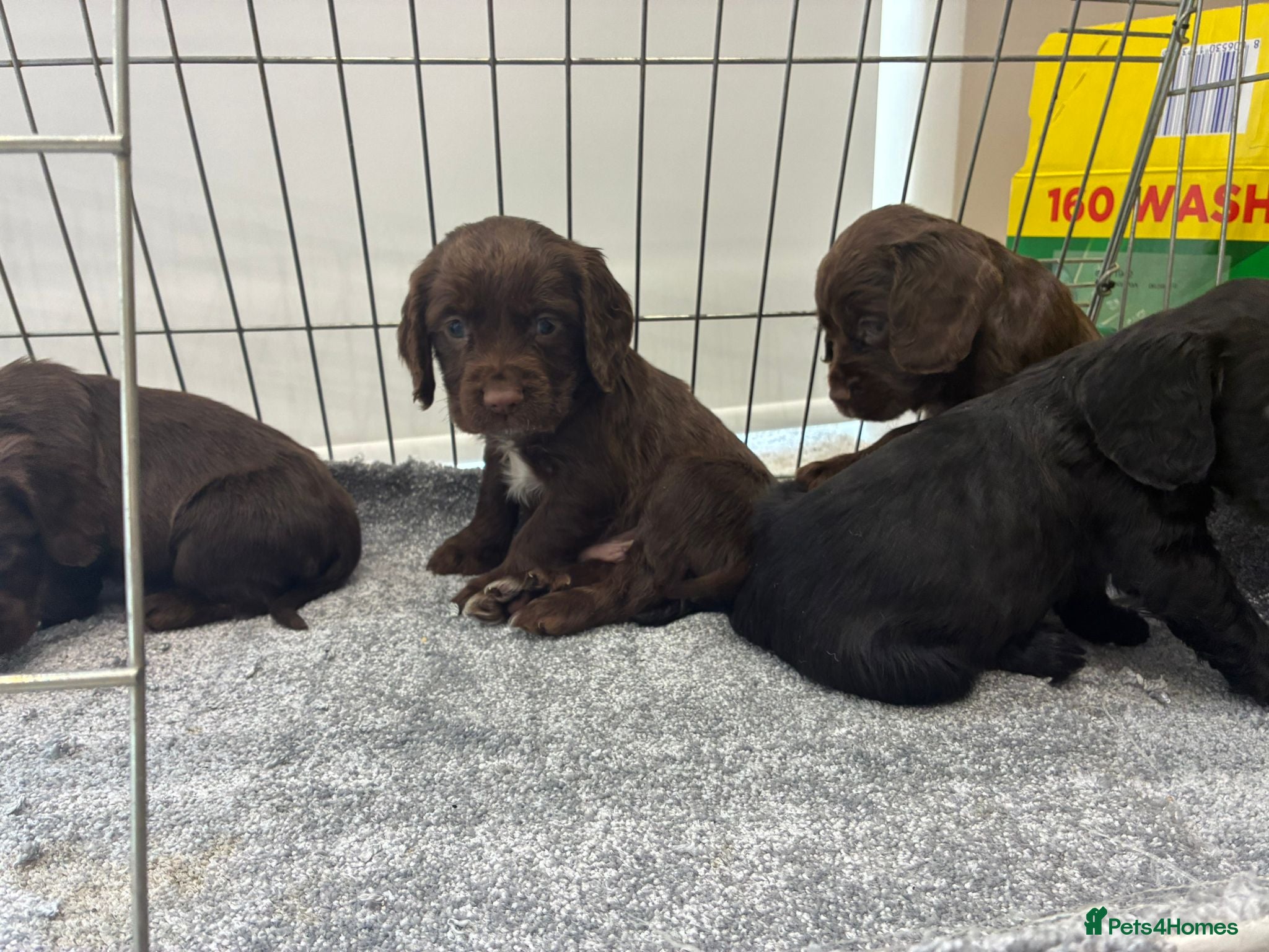 Cocker Spaniel dogs DNA tested cocker spaniels - Advert 6