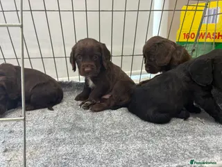 Cocker Spaniel dogs DNA tested cocker spaniels - Advert 6