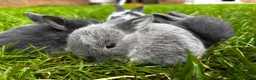 Mini Lop rabbits for sale: 2 Blue Baby Mini Lops - Advert 18