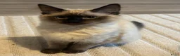 Mixed Breed cats for sale: Almost two year old cat - Advert 4