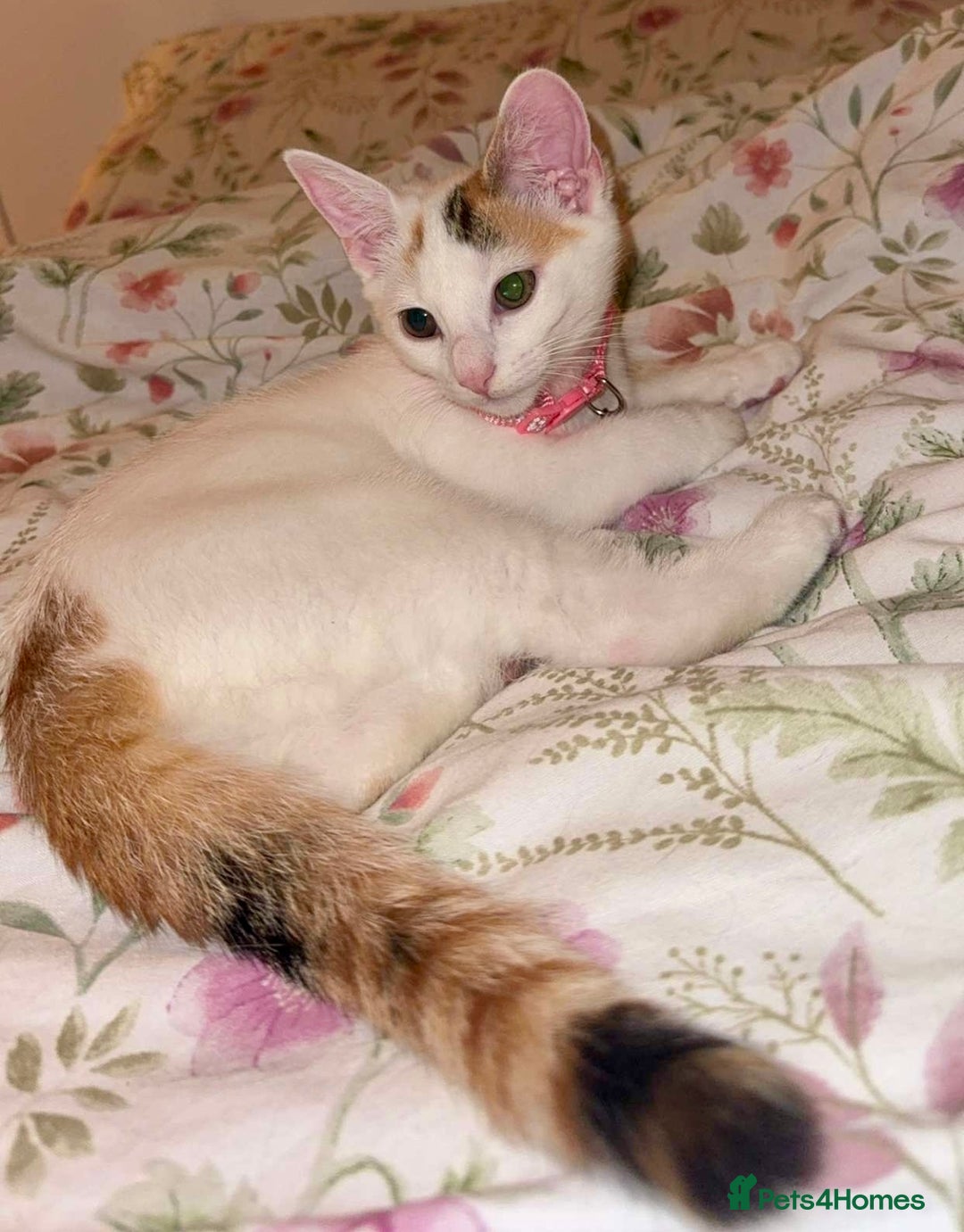 Domestic Shorthair cats for sale: Beautiful kittens ready to go - Image 6