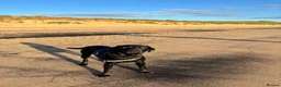 Labrador Retriever dogs for stud: Black Labrador for stud  in Peterlee - Advert 2