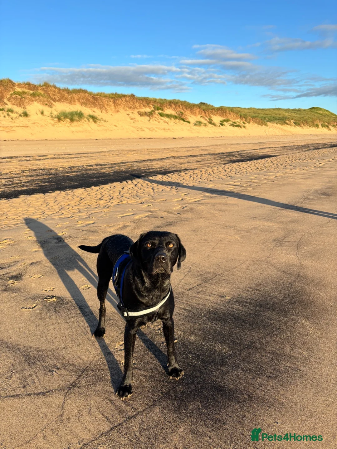 Labrador Retriever dogs for stud: Black Labrador for stud  in Peterlee - Advert 2