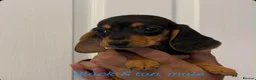 Miniature Dachshund dogs for sale: Miniature dachshund  - Advert 4
