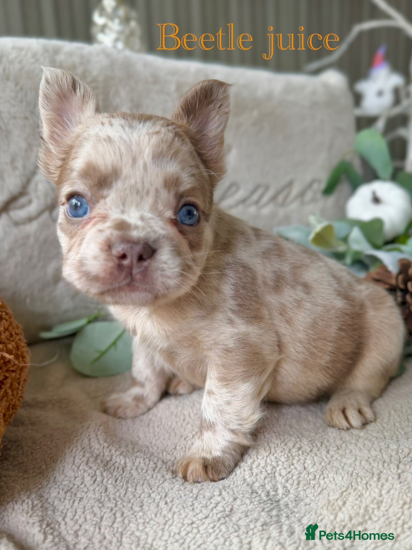 French Bulldog dogs Kc registered new shade french bulldogs  - Advert 1