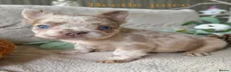 French Bulldog dogs for sale: Kc registered french bulldogs READY TO LEAVE  - Advert 15