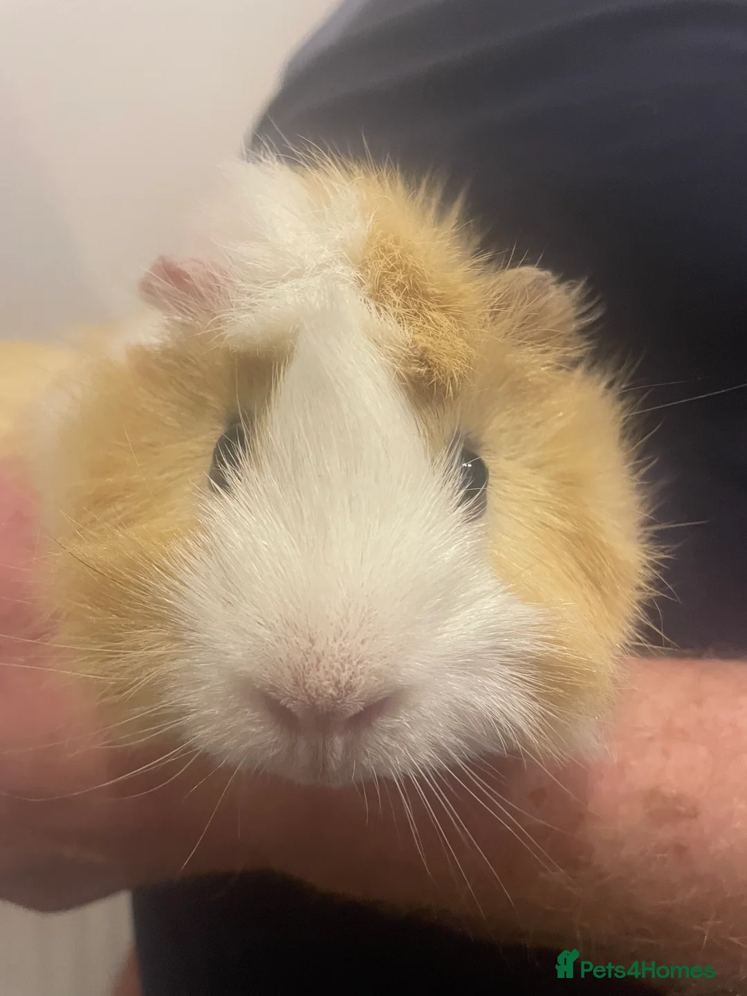 Guinea Pig rodents for sale: 3 Male Guinea pigs 15 months old - Advert 7