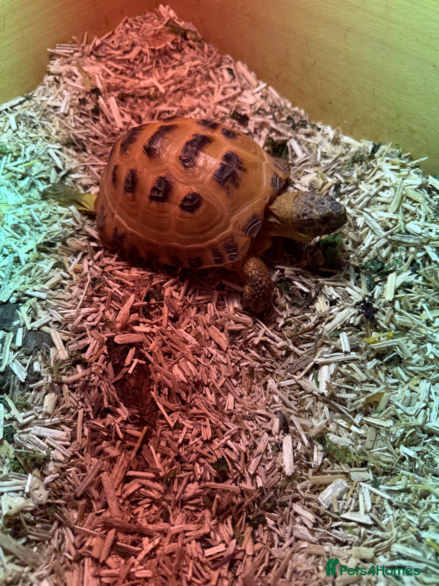 Tortoise reptiles 2 x Horsefield tortoises for sale £100 each - Advert 1