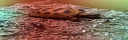 Tortoise reptiles for sale: 2 x Horsefield tortoises for sale £100 each in Wickford - Advert 1