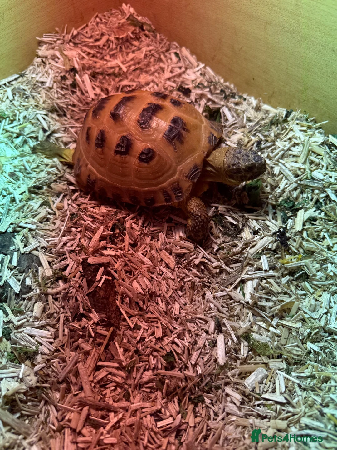Tortoise reptiles for sale: 2 x Horsefield tortoises for sale £100 each in Wickford - Advert 1