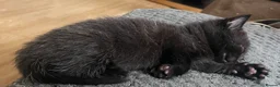 Mixed Breed cats for sale: 5 little kittens looking for there forever home - Advert 2