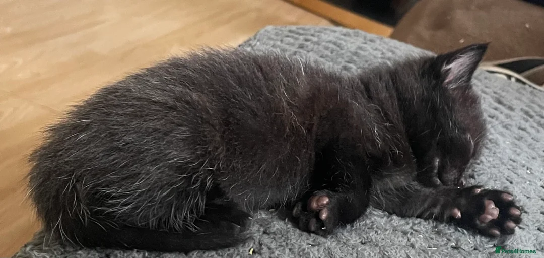 Mixed Breed cats for sale: 5 little kittens looking for there forever home - Advert 2
