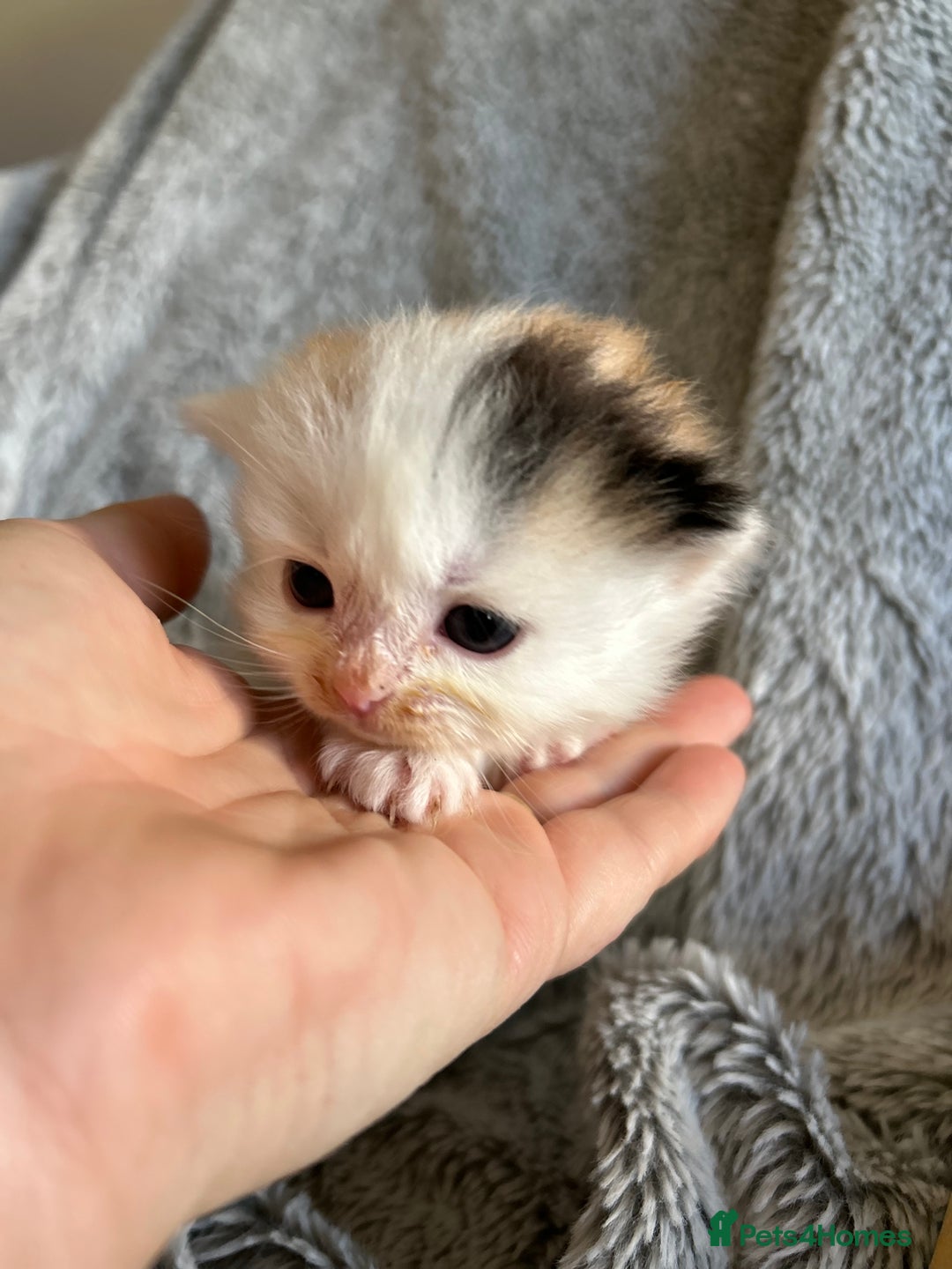 Ragdoll cats for sale: Ragdoll X Persian kittens - Image 15