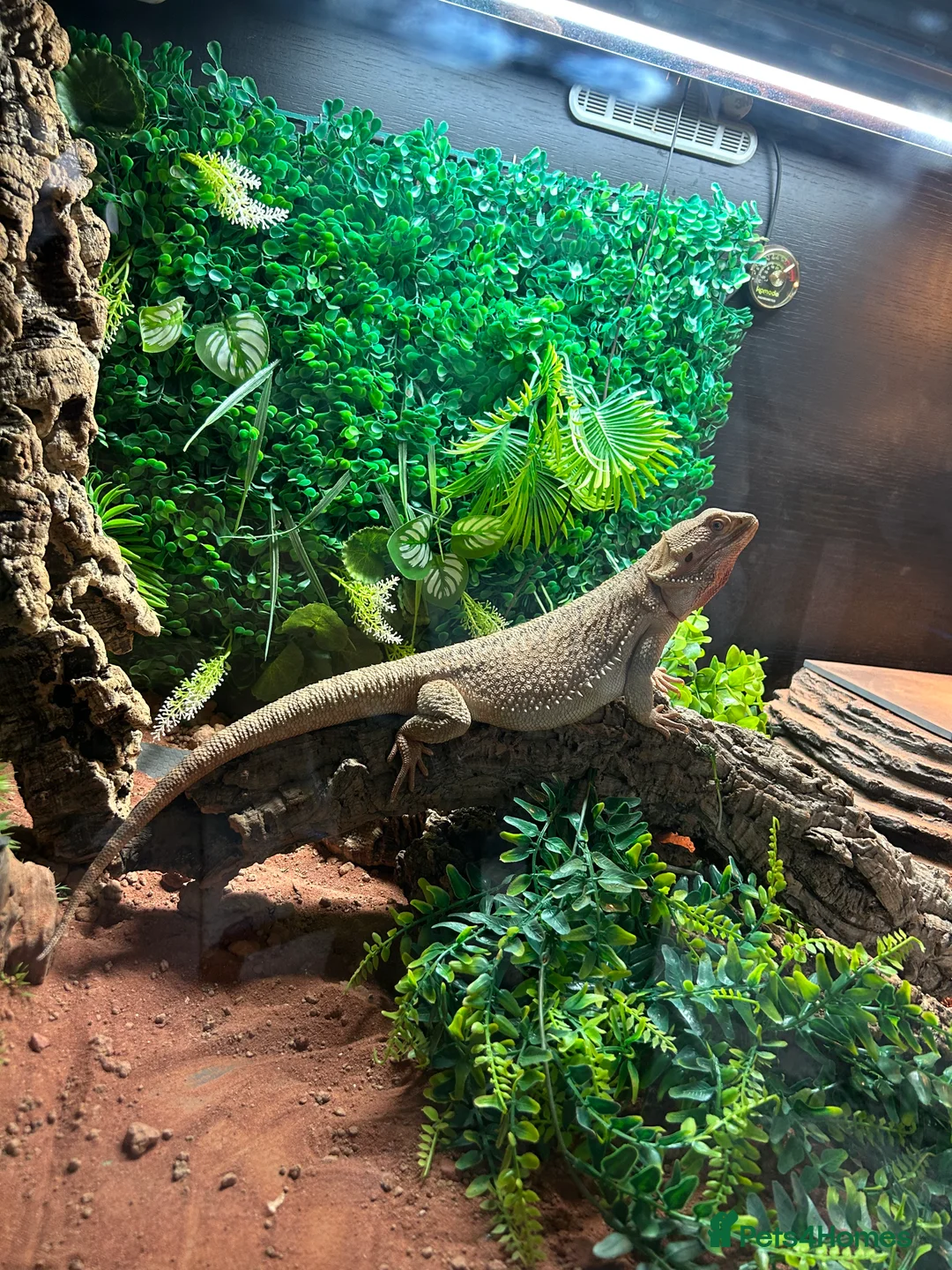 Bearded Dragon reptiles for sale: Bearded Dragon full set up - Advert 11