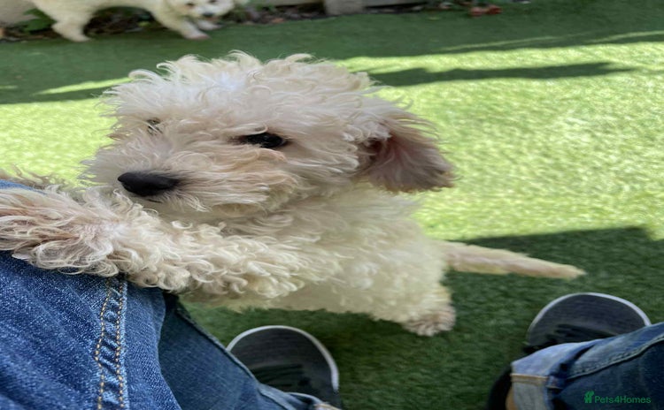 Toy Poodle dogs - Advert 14