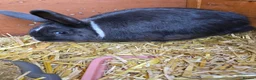 Mixed Breed rabbits for sale: Neutered Mixed Breed Rabbit 1 Year Old - Advert 3
