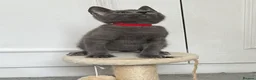 Russian Blue cats for sale: Russian Blue Kittens  - Advert 17