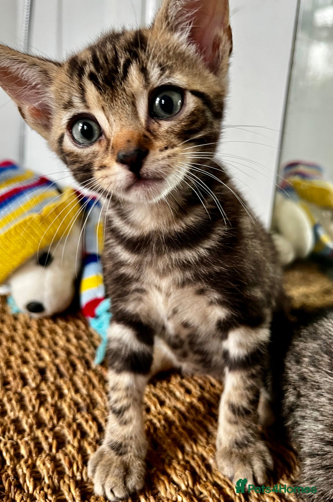 Bengal cats for sale: *1 Sold* 6wks old Sparkly Little Bengal X Kittens in Dorking - Image 5