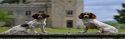 English Springer Spaniel dogs for stud: FTCH Heathcroft Declan of Breckmarsh - Stud in Kidderminster - Advert 6
