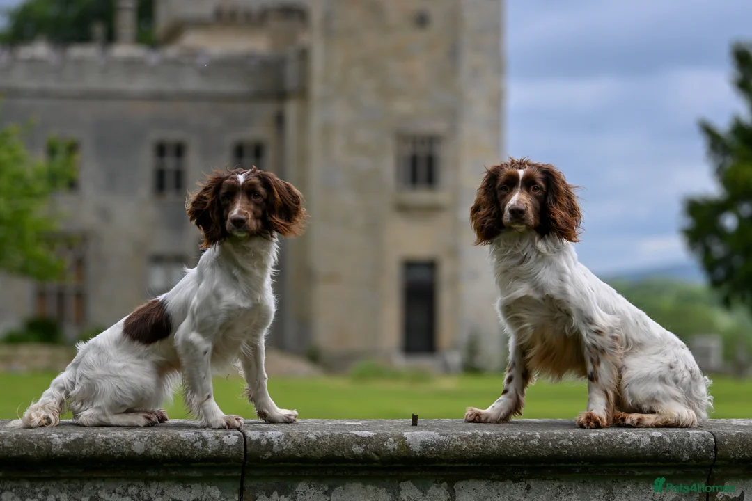English Springer Spaniel dogs for stud: FTCH Heathcroft Declan of Breckmarsh - Stud in Kidderminster - Advert 6