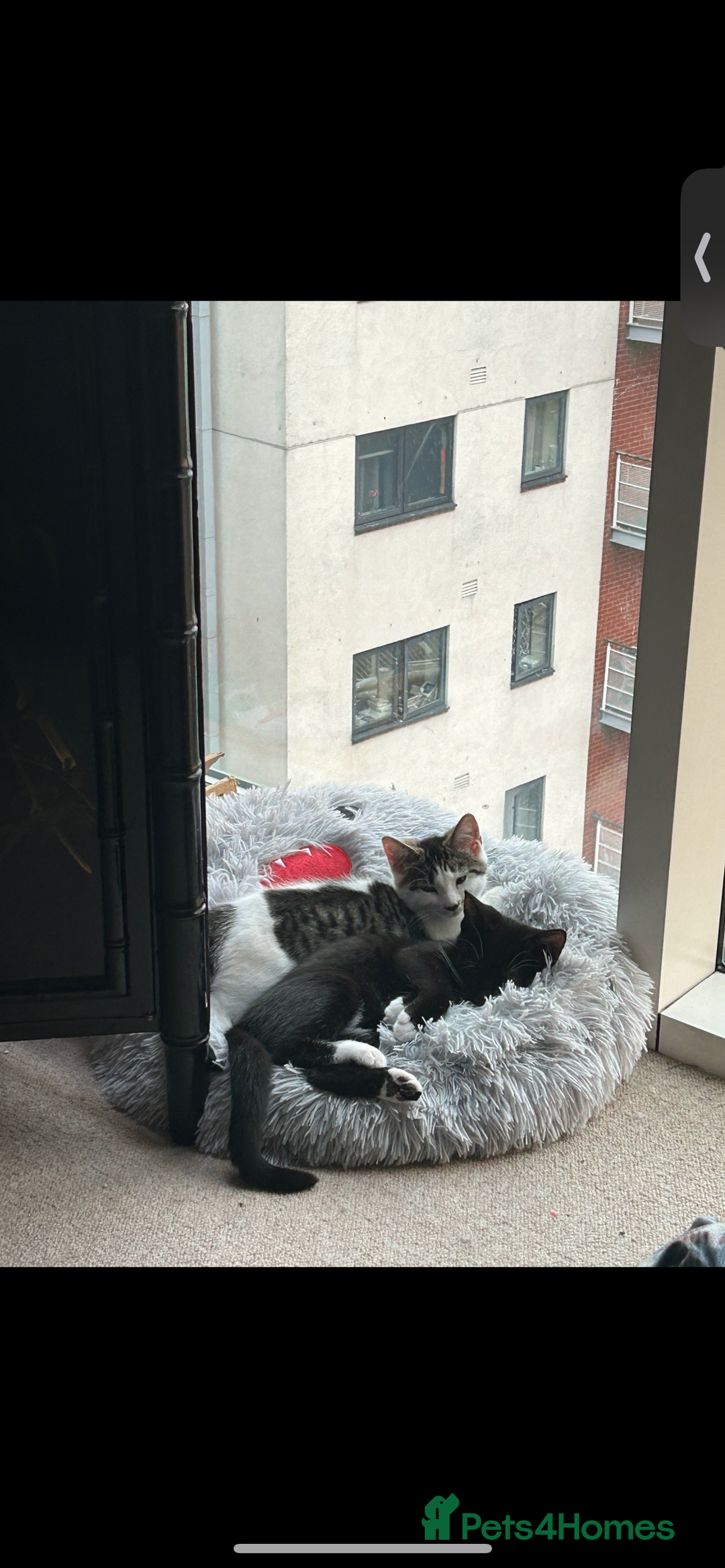 Mixed Breed cats for sale: Two rescued Kittens in need of good home. - Image 3