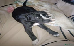 Cane Corso dogs for sale: Cane Corso female puppy - Image 5