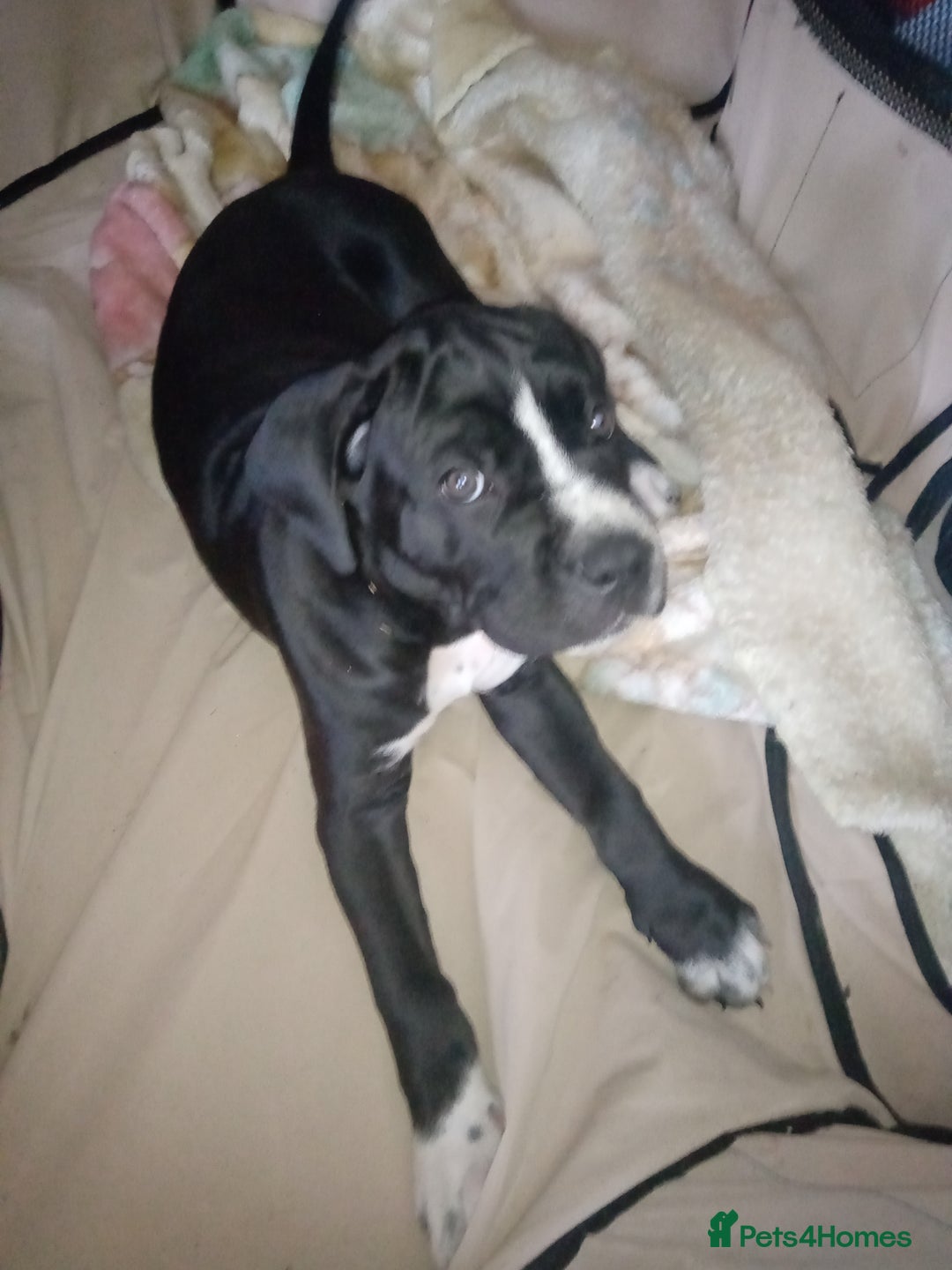 Cane Corso dogs for sale: Cane Corso female puppy - Image 5
