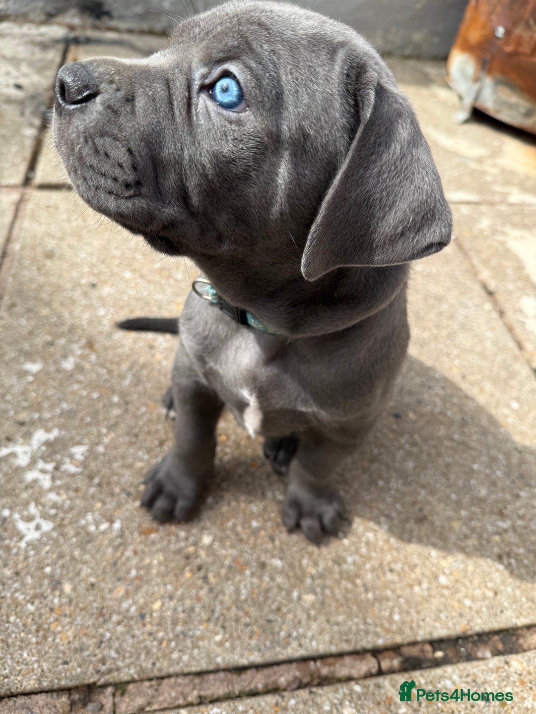 Cane Corso dogs for sale: Blue Cane Corso Puppies - Image 13