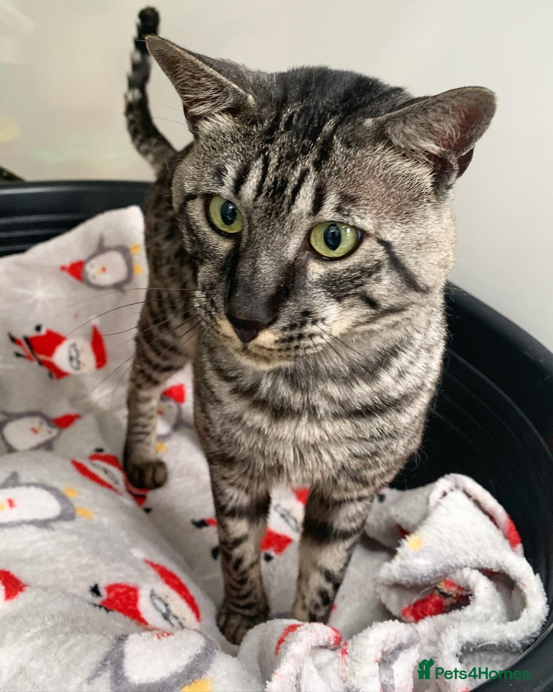 Savannah cats for sale: Retired F5 Silver Savannah boy with black nose - Image 12