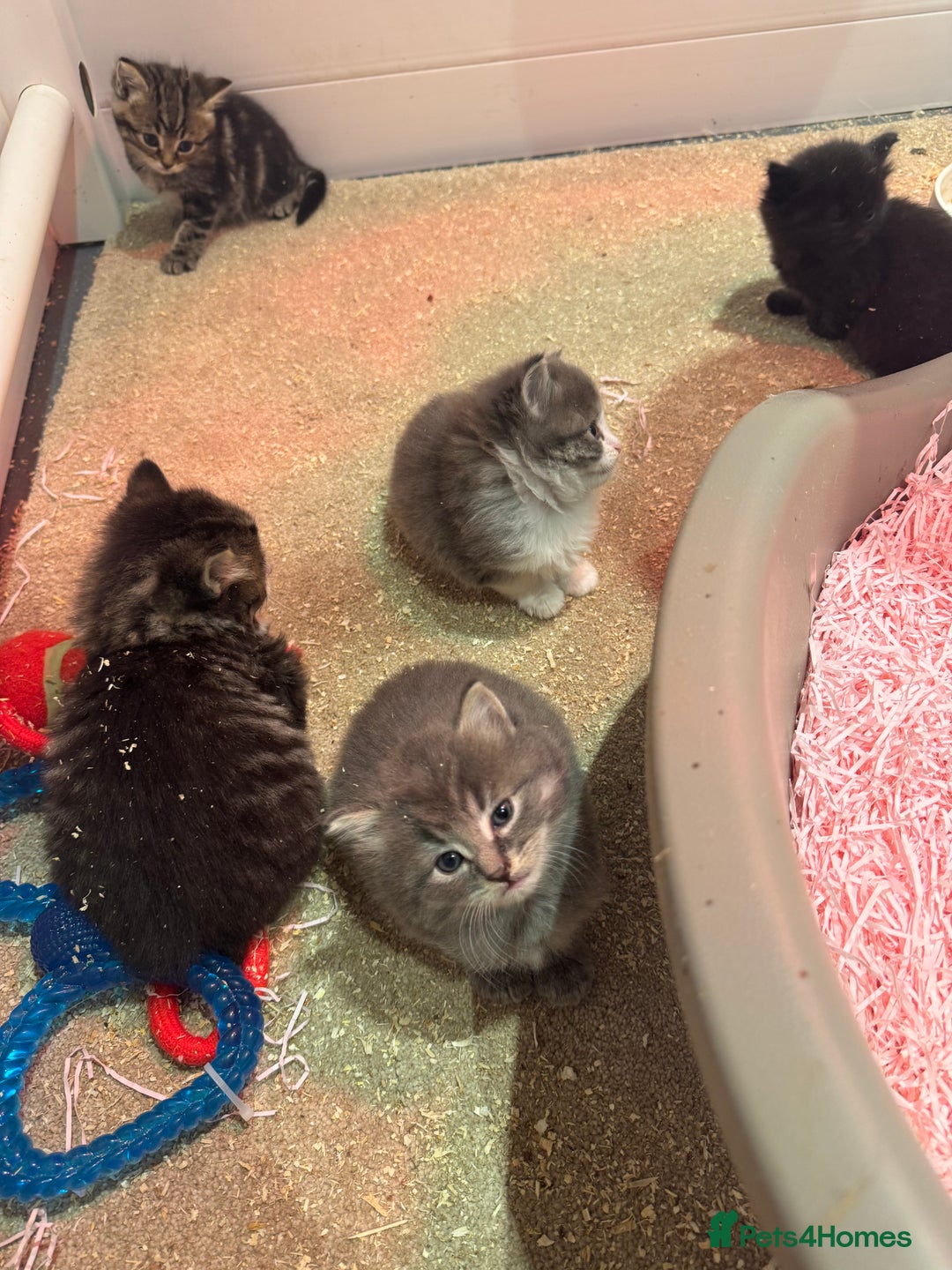 Mixed Breed cats for sale: 5 lovely kittens for sale  - Image 3