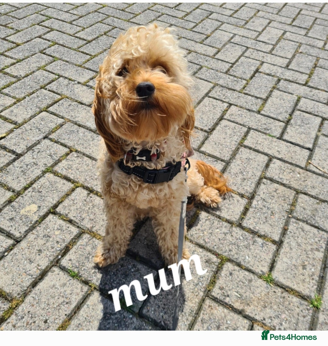 Cavapoo dogs for sale: Adorable mini Cavapoo puppies F1bb - Advert 2