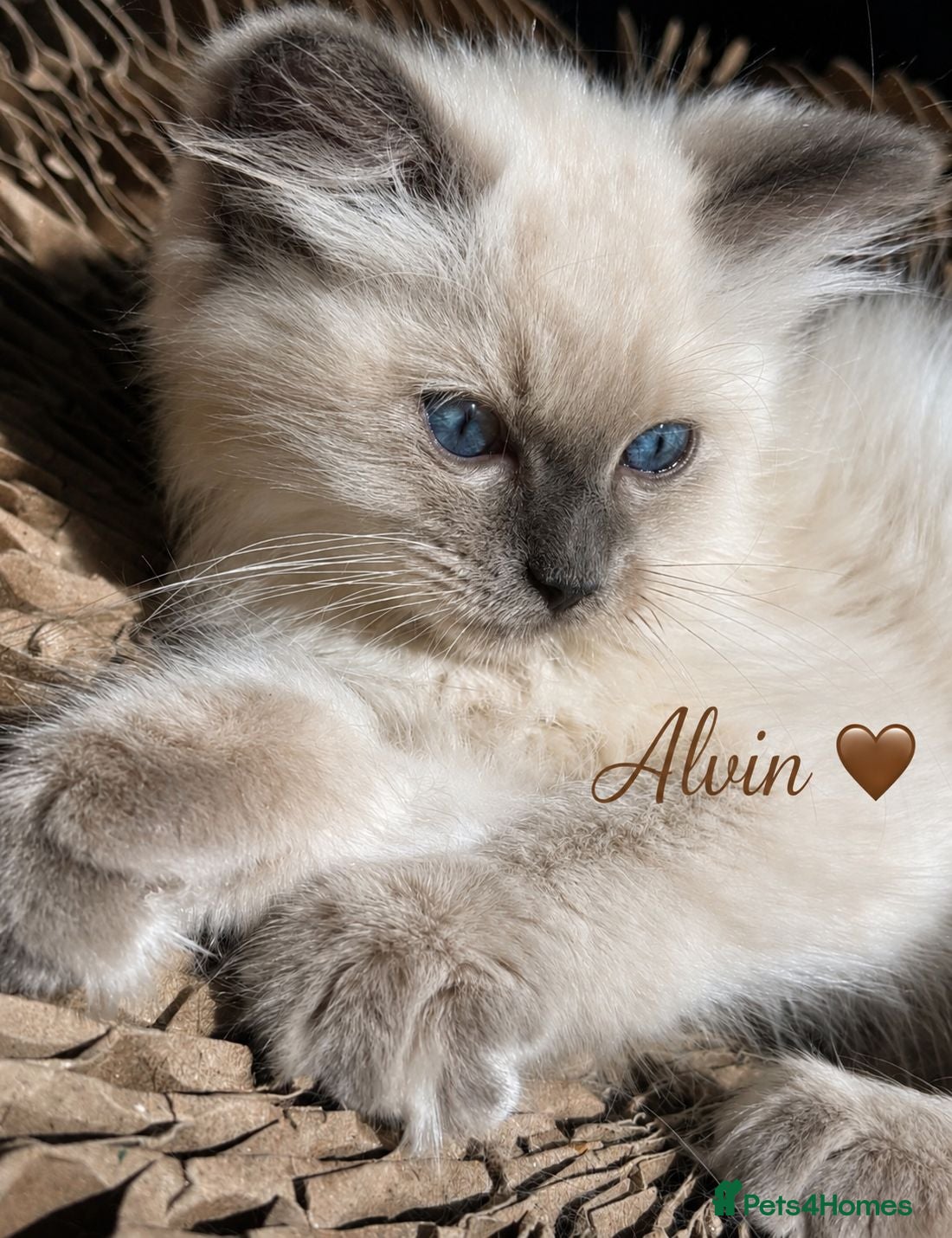Ragdoll cats ✨️ Stunning TICA-Registered Ragdoll Kittens ✨️ - Advert 2
