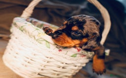 Dachshund dogs for sale: Dachshund Lovely Pupies Waiting for Forever Home - Image 8