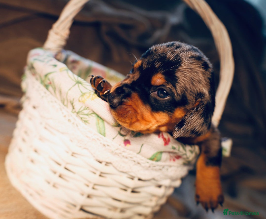 Dachshund dogs for sale: Dachshund Lovely Pupies Waiting for Forever Home - Image 8