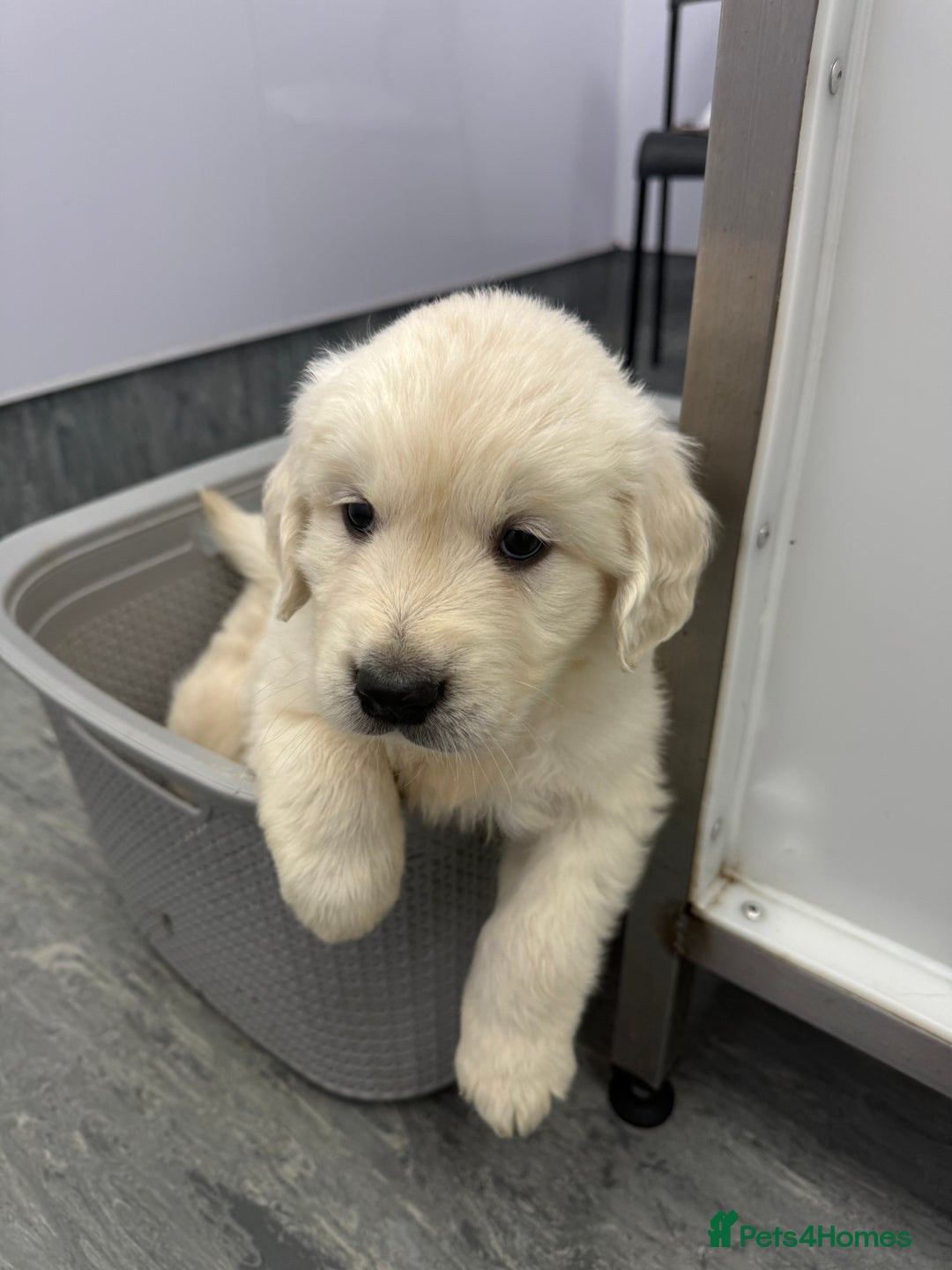 Golden Retriever dogs for sale: English Cream Golden Retriever Babies - Advert 1
