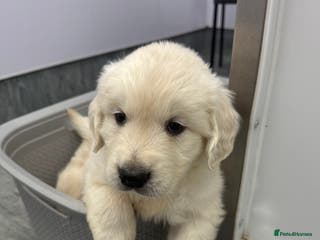Golden Retriever dogs English Cream Golden Retriever Babies - Advert 1