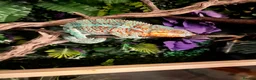 Chameleon reptiles for sale: Ambilobe Panther Chameleon babies  - Advert 4