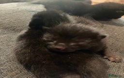 Bombay cats for sale: Four Bombay kittens looking for rehoming  - Image 5