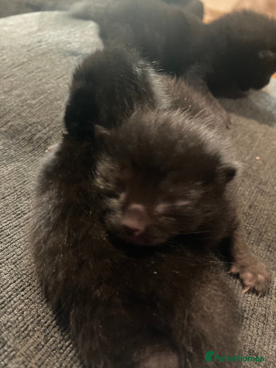 Bombay cats for sale: Four Bombay kittens looking for rehoming  - Image 5
