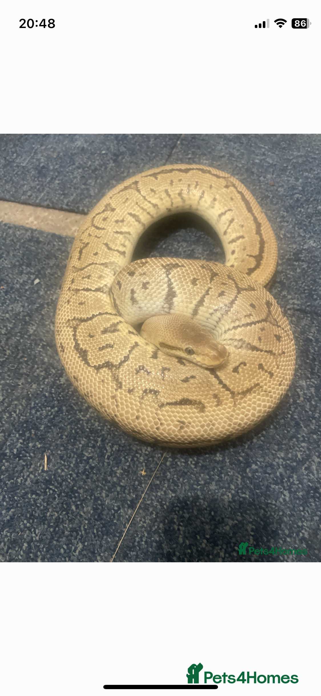 Python Snake reptiles Royal ball python - Advert 15