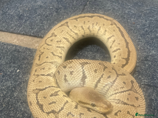 Python Snake reptiles Royal ball python - Advert 6