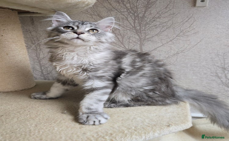Maine Coon cats in Hull - Advert 5