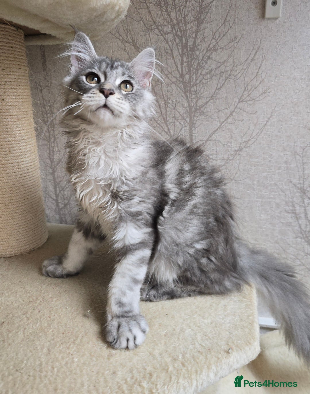 Maine Coon cats for sale: READY NOW Maine Coon Kitten Russian/Shaded lines in Hull - Image 1