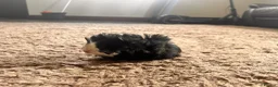 Guinea Pig rodents for sale: 8 week old long haired male guinea pig - Advert 6